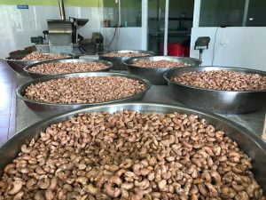 quy trình chế biến hạt điều đạt chuẩn